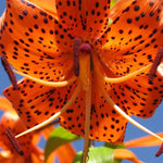 10 Turks Cap Lily Bulbs Roots, Tiger Lily Flower Root Plant, No Leaf, Well Rooted Ready to Plant, Summer Bloom, Orange Flower Live Plant