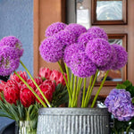 6 Purple Allium Bulbs, Ornamental Flower Bulbs for Planting, Garden Flower Bulbs for Landscape Beds, Borders or Outdoor Gardens