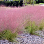 2 Pink Muhly Grass Plants Live, 5-9 Inch Tall Hardy Ornamental Grass Live Plants for Landscaping and Borders