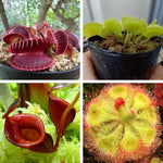 3 Mix of Green, Red Fly Trap Live Plants and Pitcher Plant Nepenthes, Exotic Tropical Collection, Starter Size, Each Type One Plant