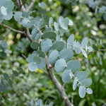 Eucalyptus Plant Live, Silver Eucalyptus Plant, 5-7 Inc Tall, Fragrant Foliage, Cold Hardy Tree for Indoor Outdoor Garden Growing