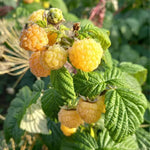 3 Raspberry Plants Live, Sweet Raspberry Bush Live Plants, Well-Rooted 5-8 Inch Height, Raspberry Shrub Outdoor, No Pot (Fall Gold Raspberry)