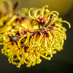 5 Witch Hazel Trees Live Plants, 1-2 Feet Tall Bare Root Hardy Shrubs for Outdoor Planting, Yellow Flower
