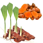 Set 8 Turmeric Roots for Planting, Fresh Yellow Turmeric Root, Curcuma Longa, Ready for Indoor Outdoor Gardening