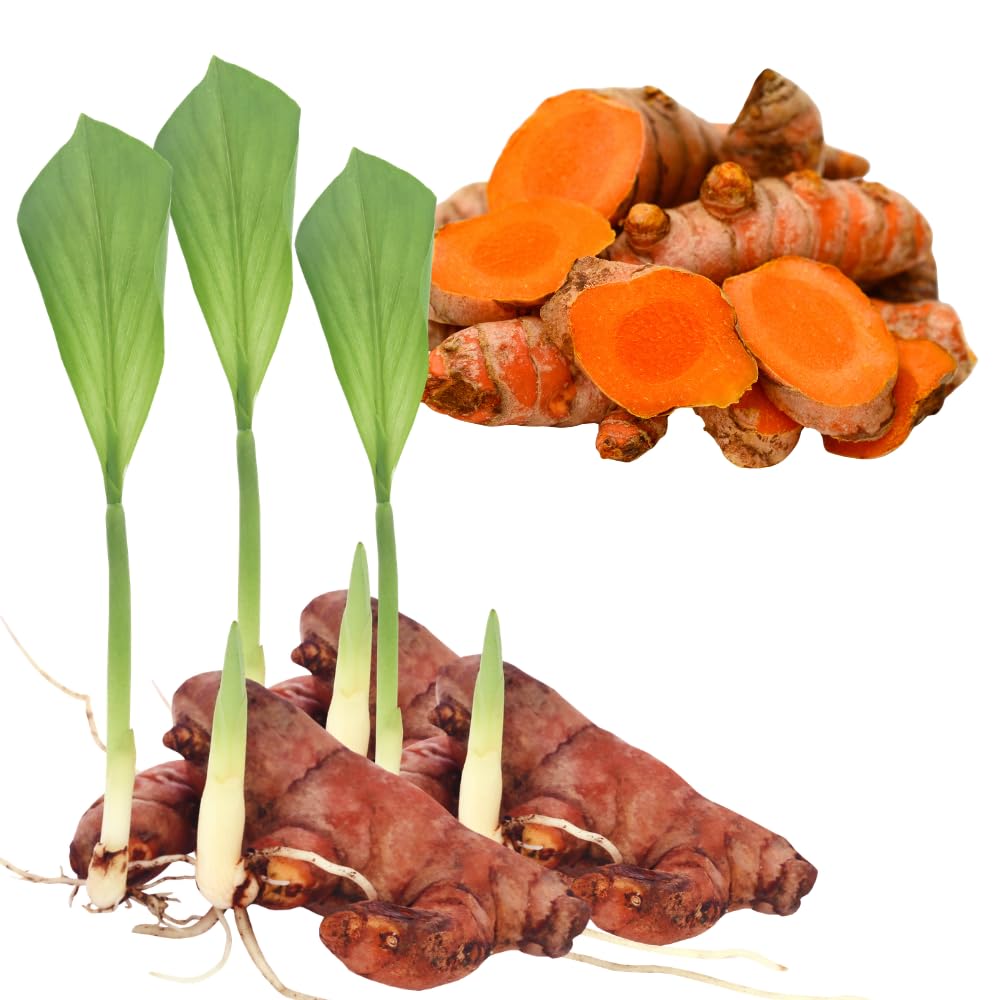 Set 8 Turmeric Roots for Planting, Fresh Yellow Turmeric Root, Curcuma Longa, Ready for Indoor Outdoor Gardening
