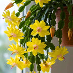Christmas Cactus Plants Live, Flowering Thanksgiving Cactus with Vibrant Blooms, 4-7'' Tall, Easy-Care Indoor Houseplant (Yellow Blooms)