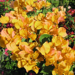 Set 2 Gold Bougainvillea Plants Live, Flowering Bougainvillea Vine 4-8 Inches Tall, Climbing Plant for Outdoor Garden and Trellis