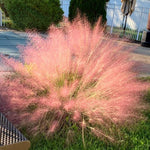 2 Muhly Grass Plants Live, 5-9 Inch Tall Hardy Ornamental Grass Live Plants for Landscaping and Borders (Ruby Muhly Grass)