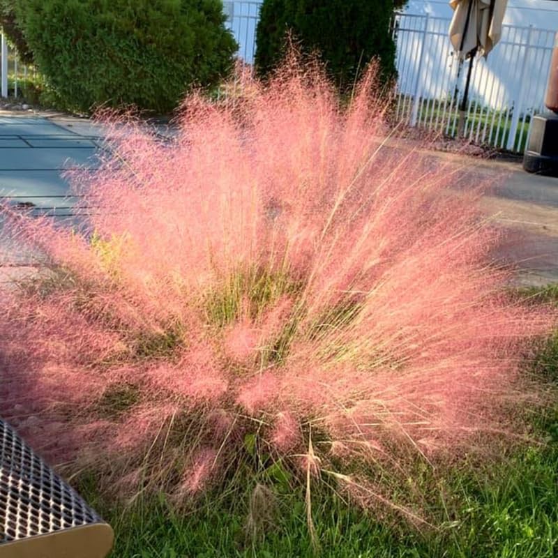 2 Muhly Grass Plants Live, 5-9 Inch Tall Hardy Ornamental Grass Live Plants for Landscaping and Borders (Ruby Muhly Grass)