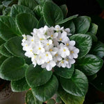 White African Violet Plant Live, 4 Inch Pot, Indoor Flowering Plant