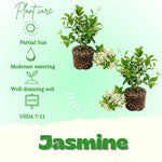 Set 2 Green Jasmine Plant Live, 4-7 Inches Tall, Fast Growing Jasmine Flower Plant, Low Maintenance for Patio and Home Decoration