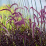 2 Purple Fountain Grass Plants Live for Spring Planting, Size 5-9" in Tall, Oranamental Grass for Outdoor Indoor