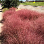 Clump 5-9" Muhly Grass Live Plant for Spring Planting, Ornamental Grass, Perennial Grasses Fast-Growing, Vibrant Color (Ruby)