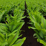 8 Turmeric Roots for Planting, Fresh Curcuma Turmeric Rhizomes, Heirloom Herb Roots for Home Garden