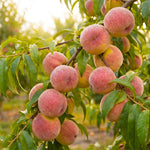 Sweet Peach Tree Live Plant, Cold Hardy Peach Tree, 1-2 Ft Tall