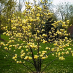 Magnolia Tree Live Plant 6-12 Inch Height, Fragrant Magnolia Plant Live to Grow, Magnolia Bush Flowers (Yellow Bird Magnolia)