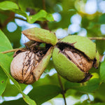 2 Black Walnut Tree Plants Live Bare Roots, 12 to 17 Inc Tall, Live Walnut Plant, Fast Growing