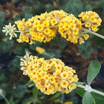 2 Butterfly Bush Live Plants, Yellow Buddleia Shrubs, 5–9 Inch Tall, Fragrant Flowering Shrubs, No Pot