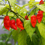 Red Pepper Plants Live for Planting, 2 Bhut Jolokia Pepper Seelings in Pot, 4 to 6 Inches Height, Well Rooted for Outdoor Garden