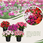 2 Double Impatiens Plants, Double Flowering Impatiens Starter Plant 4-7 Inches, Shade Garden or Patio Container Flower (Double Purple)