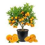 Orange Tree Live Plant, Early Season Orange Tree, Well Rooted, 1-2 Feet Tall, Sweet Citrus Trees for Containers, Pot and Outdoor Garden