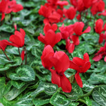 Red Cyclamen Plant Live in 4" Pot, Vibrant Blooms Plant for Garden, Hardy Perennial Cyclamen Flowers Plant