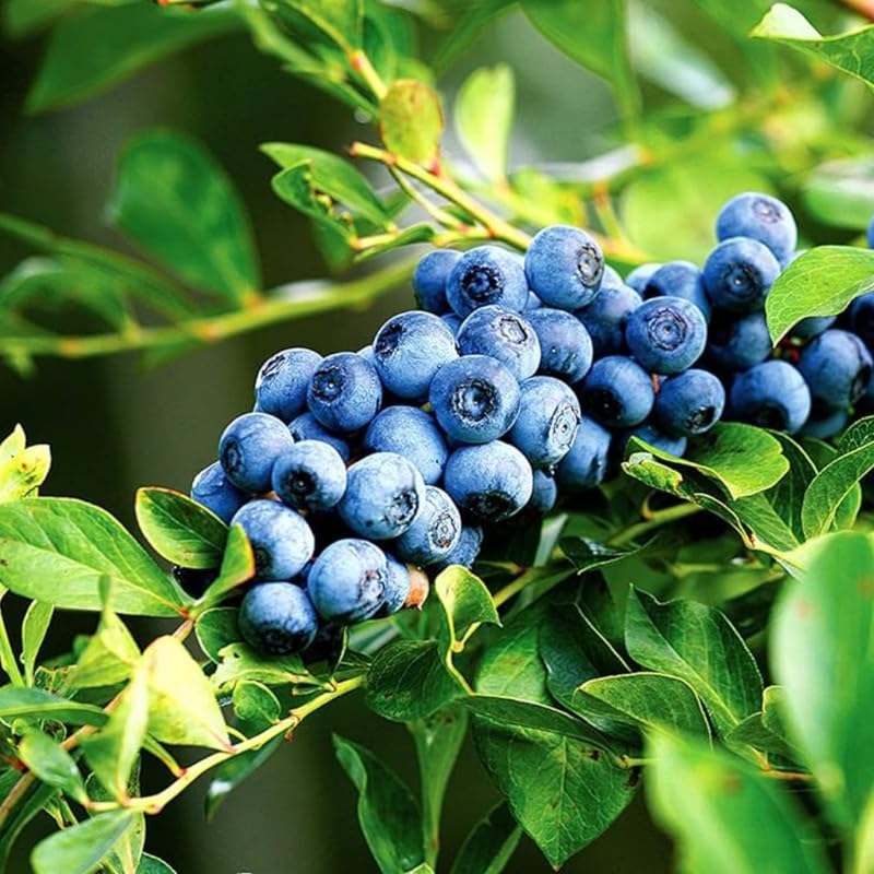 2 Blueberry Trees Live Plants 5 to 9 Inch Tall, Sweet Blueberry Bush Live Plant for Planting, Blueberry Fruit (Emerald Blueberry)