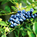 1 Blueberry Bush Live Plant 5 to 9 Inch Tall, Blueberry Plant Live for Planting, Sweet Blueberries Fruit Tree Live Plant (Emerald Blueberry)