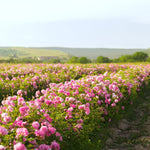 2 Mix Rare Rose Bush, 20+ Varieties Heirloom Rose Plants Live for Planting, 7-10 Inch Tall, Fragrant Rose Flowers Well Rooted Starter Plant