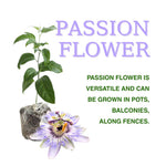 Pack 2 Passion Flower Plants, Light Purple Passiflora Vine Flowering Plant 4-7 Inch Tall, Indoor Outdoor Planting
