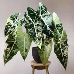 Pack 2 Frydek Variegated Alocasia Live Plant for Planting, Indoor Houseplant Alocasia Plant Live, 5 to 7 Inc Tall, Bare Root, Alocasia Colocasia Taro Plant for Ornamental Plants