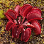 3 Red Venus Flytraps Plants Live, Starter Plants Fly Trap Dionaea Muscipula for Plantsing