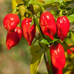 Red Pepper Plants Live for Planting, 2 Bhut Jolokia Pepper Seelings in Pot, 4 to 6 Inches Height, Well Rooted for Outdoor Garden
