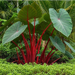 Set 2 Hawaiian Colocasia Elephant Ear Plants Live 4–7 Inches Tall, Tropical Foliage Plants for Outdoor Garden, Large Leaf Plants for Patio, Containers or Landscape