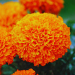 Marigolds Plant Live, Orange Marigold Live Plant, 4 Inc Pot, Perennial Flower Planting Landscaping