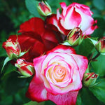 Delight Rose Bush Live Plant, Rose Plant Live for Planting, 5-10 Inch Tall, Fragrant Flowers Well Rooted Starter Plant Indoor Outdoor