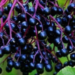 Elderberry Bush Plants Live, Black Elderberry Plant for Outdoor Garden, 5 to 9 Inch Tall Perennial Fruit Plant, No Pot, Cold Hardy, Dormant in Winter