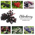 2 Elderberry Bushes Live Plants, 9 Months Old 5-9" in Tall Seedling, Elderberry Plants Live for Planting, Cold Hardy, Zones 3-8