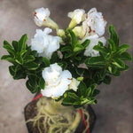 Live Desert Rose Plants, Adenium Desert Rose Bushes, 4-7 Inches Tall for Indoor or Outdoor Planting (White)