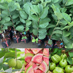 Pink Guava Fruit Tree, 5 to 9 Inches Tall, Tropical Guava Tree Plant for Garden or Patio, Well-Rooted, No Pot