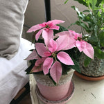 2 Multi Varieties Poinsettia Plants Live, Pink Poinsettia Flowers for Holiday Christmas Gift, Decoration Houseplant 5-10" in Tall, No Pot