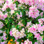 2 Double Delight Bougainvillea Plants Live, Flowering Bougainvillea Vine 4-8 Inc Height, Climbing Plant for Outdoor Garden and Trellis