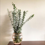 Silver Dollar Eucalyptus Plant Live, Eucalyptus Tree Live, Well Rooted Starter Plants, Fragrant Foliage Ornamental Plant, 5-7 Inches Tall, Indoor Outdoor Landscape