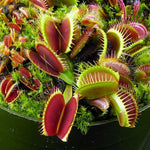3 Venus Flytrap Plants Live in Pot, Random Different Cultivar, Starter Size, Easy to Grow Tropical Plant Terrarium Indoor Outdoor
