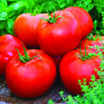 2 Tomato Plants Live, 4-8 Inch Tall, Tomato Live Plants Well-Rooted for Garden