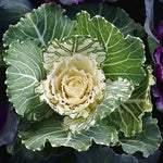 White Ornamental Cabbage Plant in 4 Inch Pot, Colorful Cabbage Plants Live for Outdoor Indoor Garden