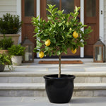 Meyer Lemon Tree 1.5-2 Ft Tall in Gallon Pot, Live Grafted Lemon Citrus Plant for Garden and Patio Pots, Ready to Grow