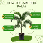 Palm Tree Live Plant Indoor Outdoor, Rare Succulent Palm Houseplant for Indoor or Outdoor Growing, 1 Gallon Pot, White Flowers Red Fruits