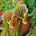 Purple Nepenthes Pitcher Plant Live in Pot, Pond Plant, Exotic Tropical for Indoor Outdoor Décor, Easy to Grow, Rare Variety, 7 Months Old