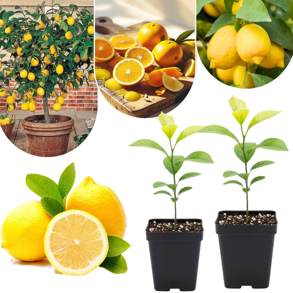 Set 2 Meyer Lemon Trees Live Plants, Size 2-4 Inch Tall, Fragrant Citrus Live Plant in 4" Pot, Yellow Lemon Fruit Seedling, White Flowers